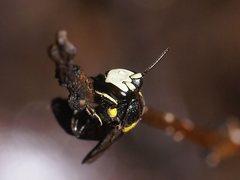 Amphylaeus morosus
