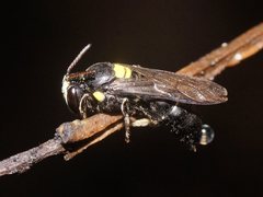 Amphylaeus morosus