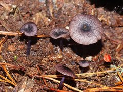 Entoloma transmutans
