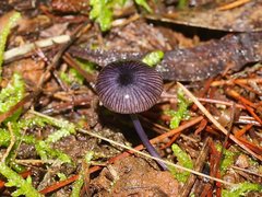 Entoloma transmutans