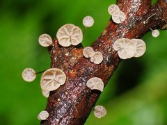 Marasmius alveolaris