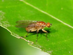 Tapeigaster annulata