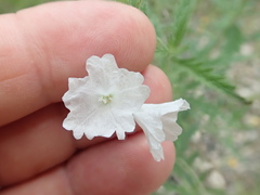 Varronia podocephala