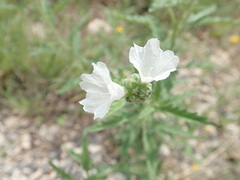 Varronia podocephala