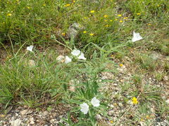 Varronia podocephala