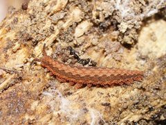 Ooperipatus centunculus