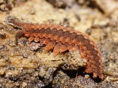 Ooperipatus centunculus