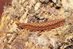 Ooperipatus centunculus