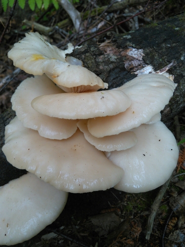 aspen oyster mushroom