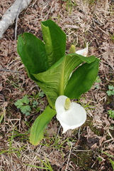 Lysichiton camtschatcensis