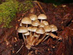 Mycena tuvara