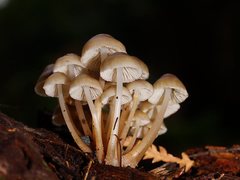Mycena tuvara