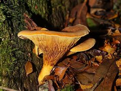 Austropaxillus