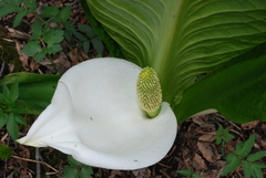 Lysichiton camtschatcensis