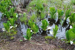 Lysichiton camtschatcensis