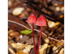 Mycena toyerlaricola