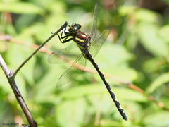 Cordulegaster obliqua