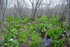 Lysichiton camtschatcensis