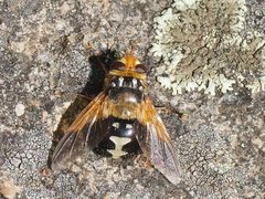 Microtropesa sinuata