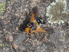 Microtropesa sinuata