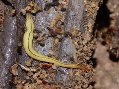 Fletchamia mediolineata