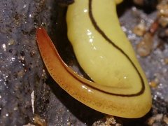 Fletchamia mediolineata