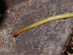 Fletchamia mediolineata