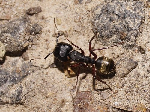 Camponotus oxleyiCamponotus oxleyi