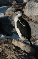 Leucocarbo bransfieldensis
