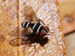 Trigonospila cingulata