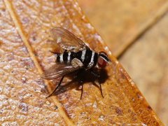 Trigonospila cingulata