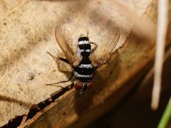 Trigonospila cingulata