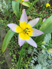 Tulipa saxatilis