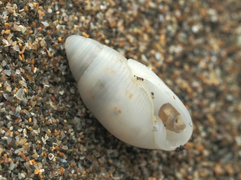Pupa affinis