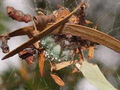 Phryganoporus candidus