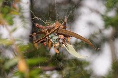 Phryganoporus candidus