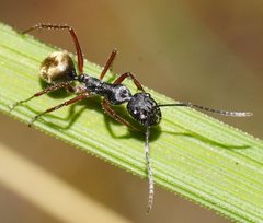 Camponotus suffusus bendigensis