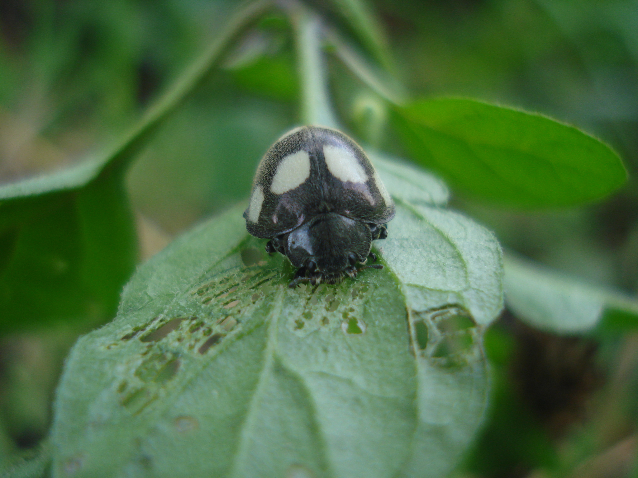 Coccinellidae image