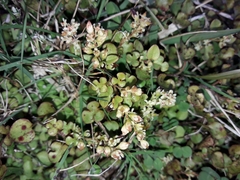 Muehlenbeckia australis