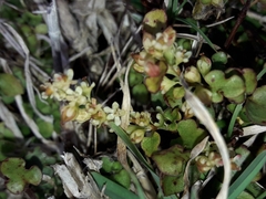Muehlenbeckia australis