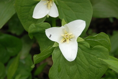 Trillium camschatcense