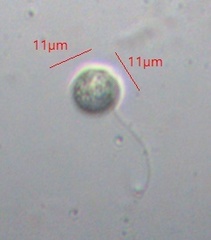 Nephroselmis olivacea