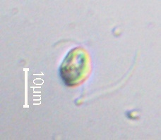 Representative image of Nephroselmidaceae