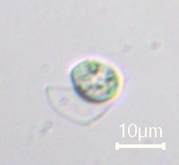 Nephroselmis olivacea