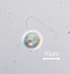 Nephroselmis olivacea