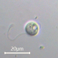 Nephroselmis olivacea