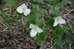 Trillium camschatcense