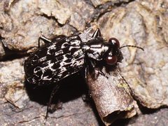 Scopodes