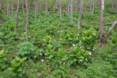 Trillium camschatcense