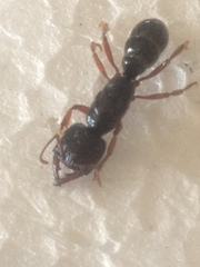 Amblyopone australis